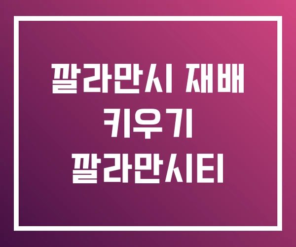 깔라만시 재배 키우기 깔라만시티